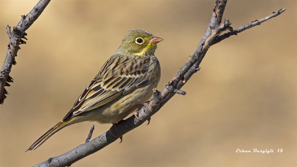Ortolan Bunting