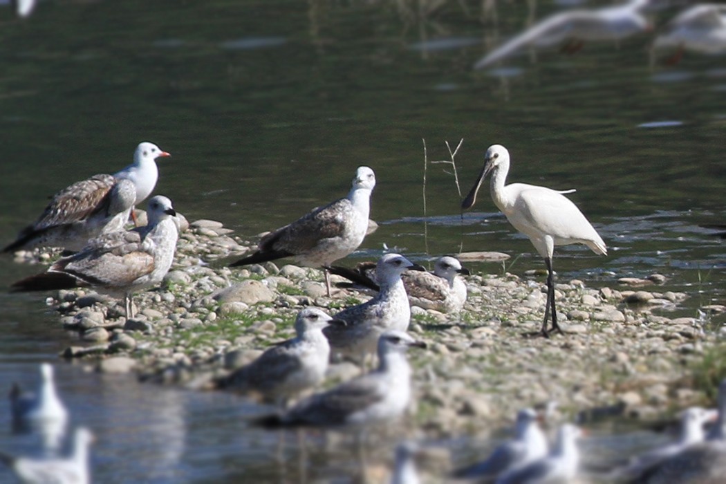 Eurasian Spoonbill