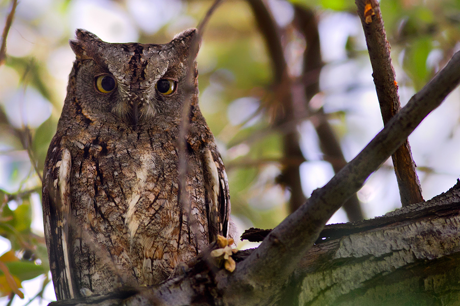 Eurasian Scops Owl
