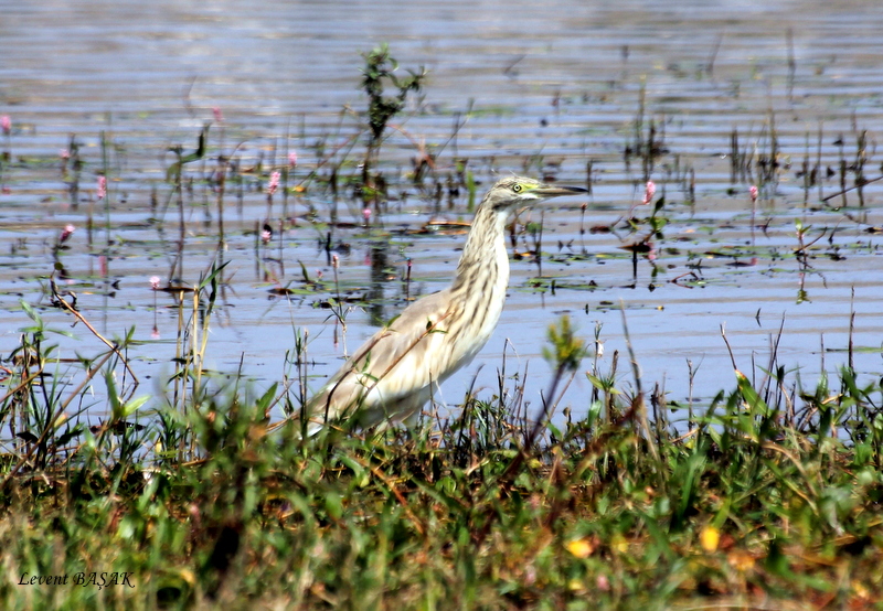 Squacco Heron