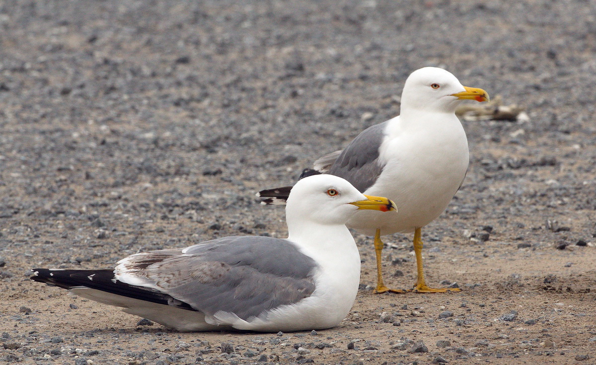 Yellow-legged Gull