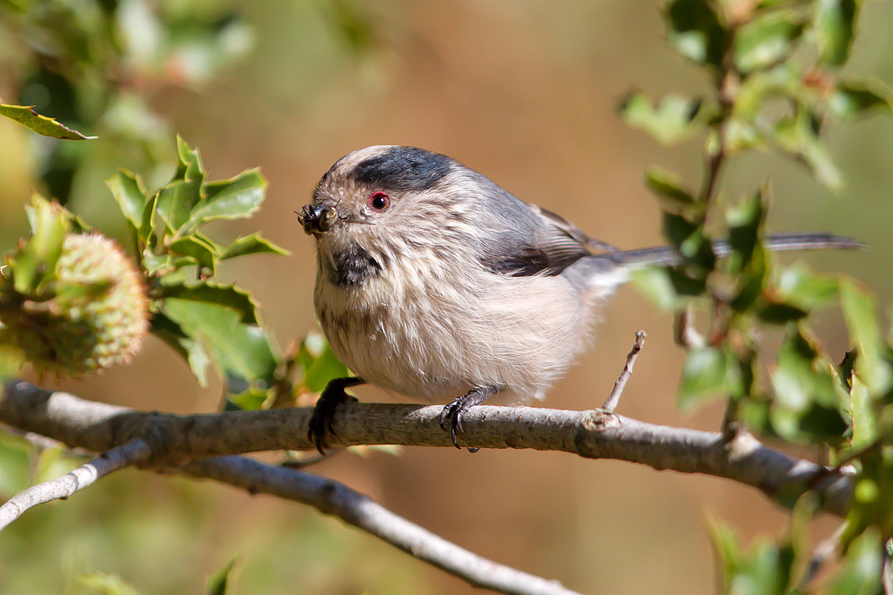 Long-tailed Tit