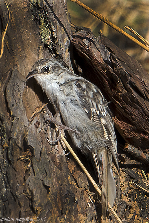 Short-toed Treecreeper