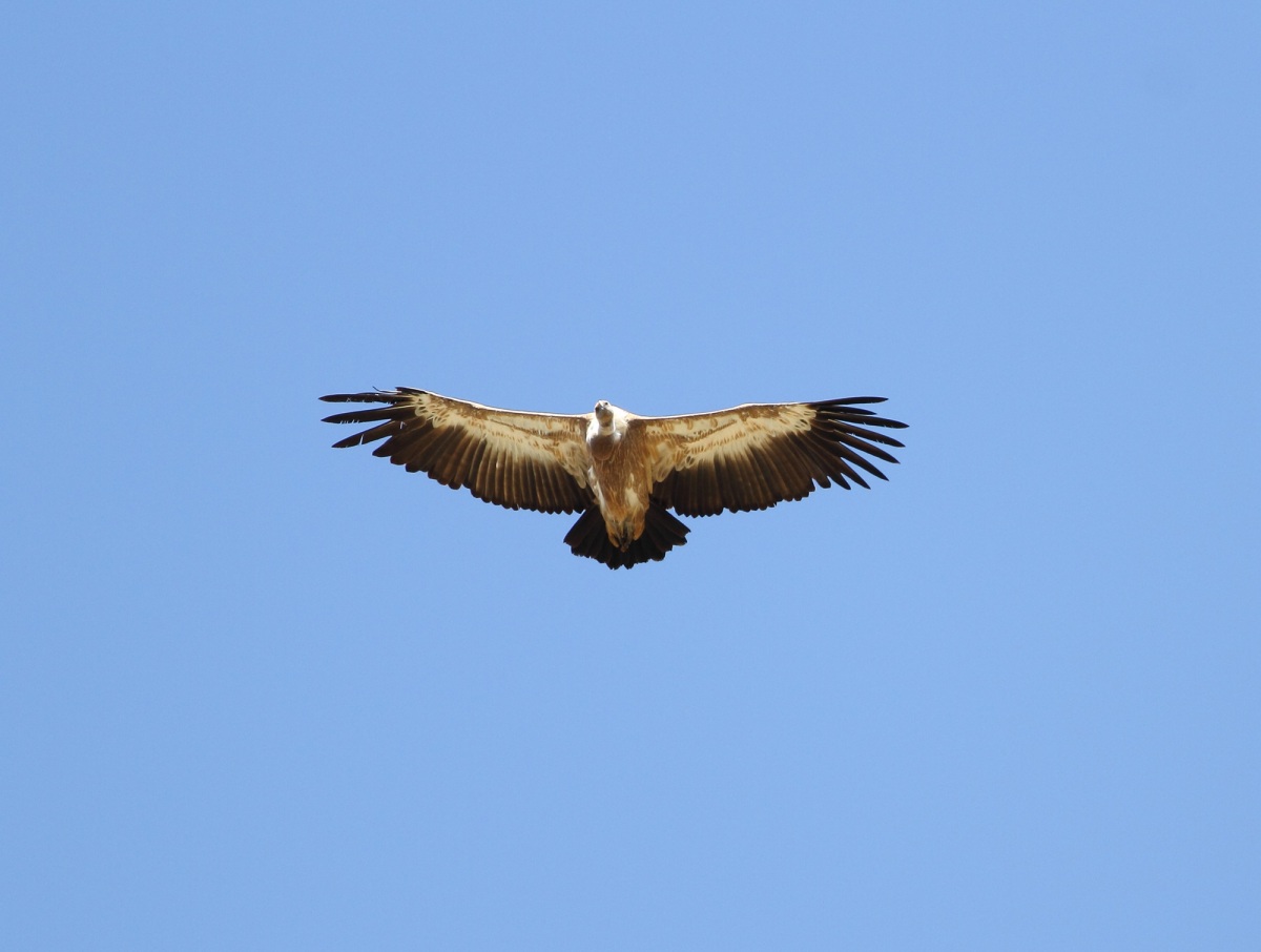 Griffon Vulture