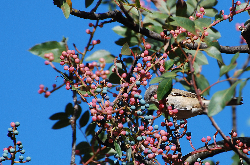 Lesser Whitethroat