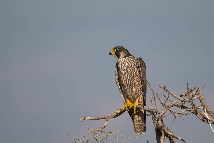 Peregrine Falcon