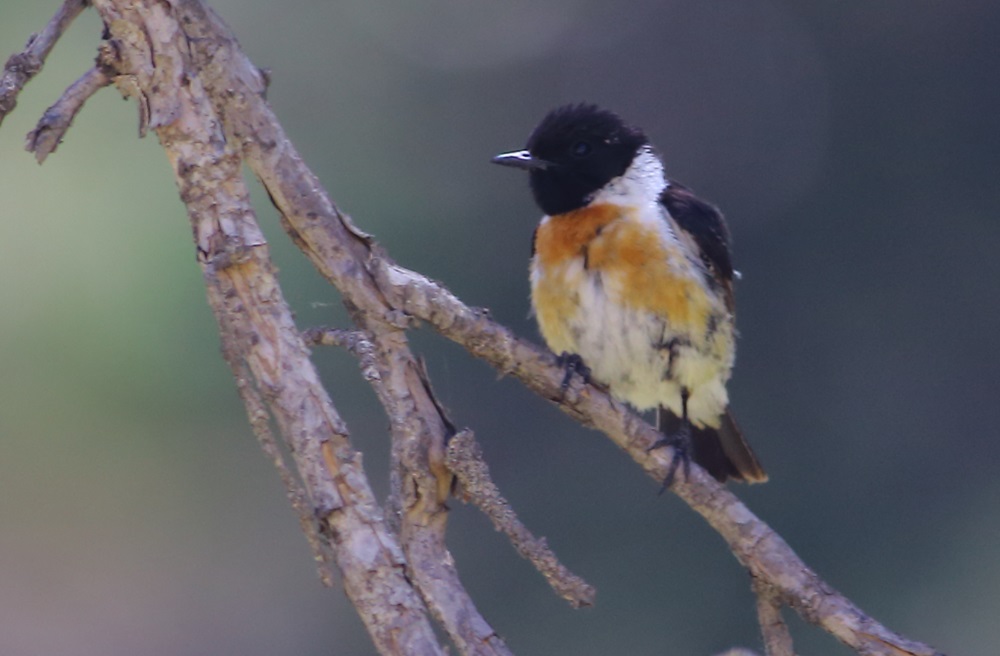 European Stonechat