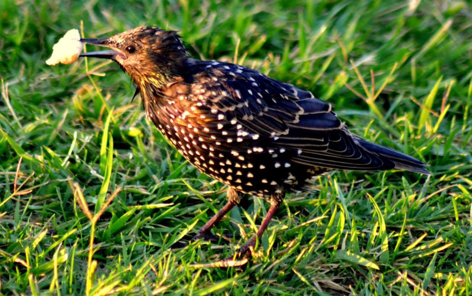 Common Starling