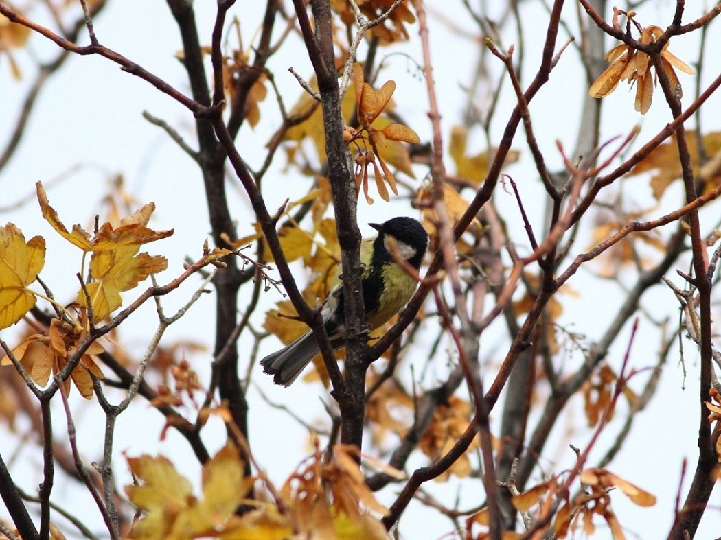 Great Tit