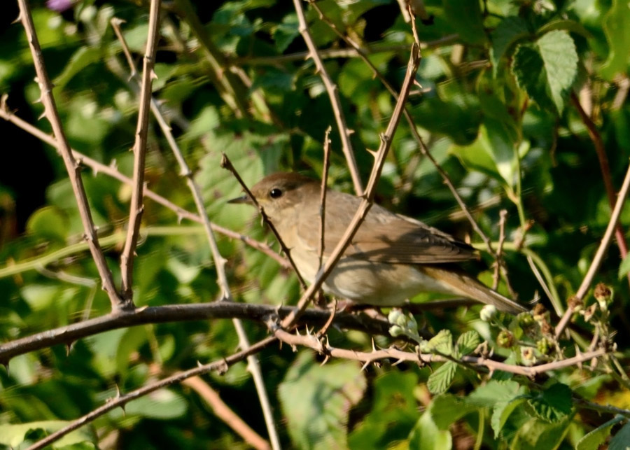 Eurasian Blackcap