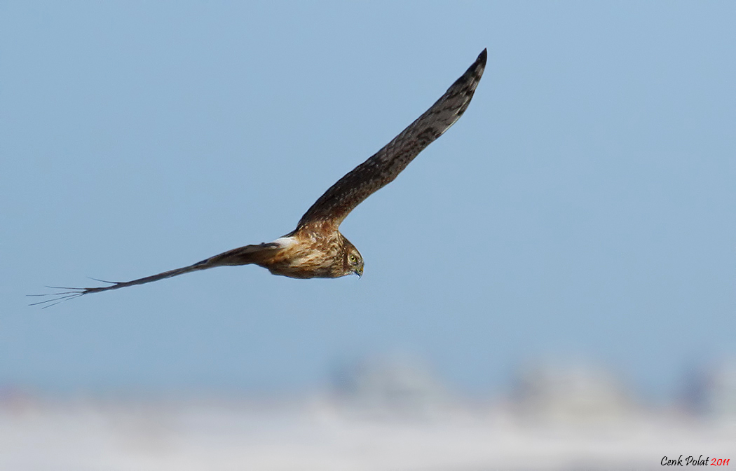 Hen Harrier