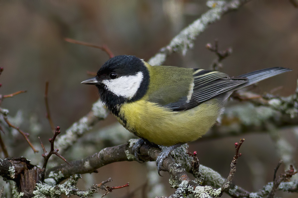 Great Tit