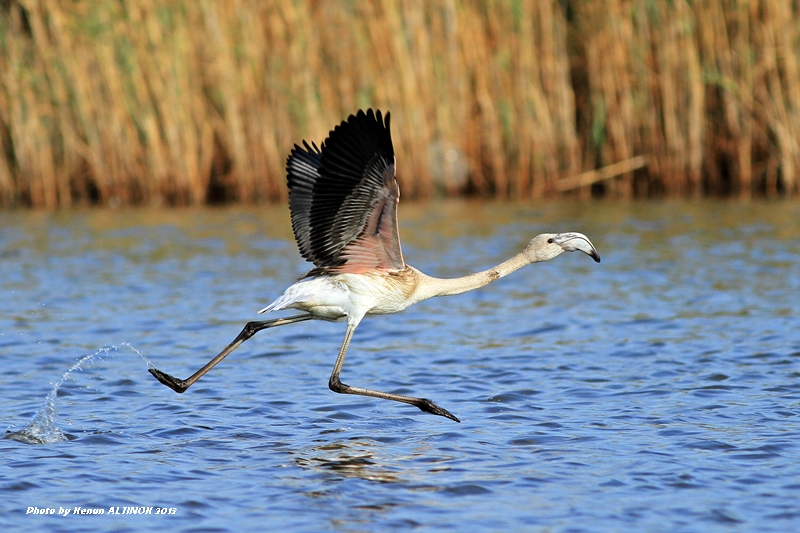 Greater Flamingo