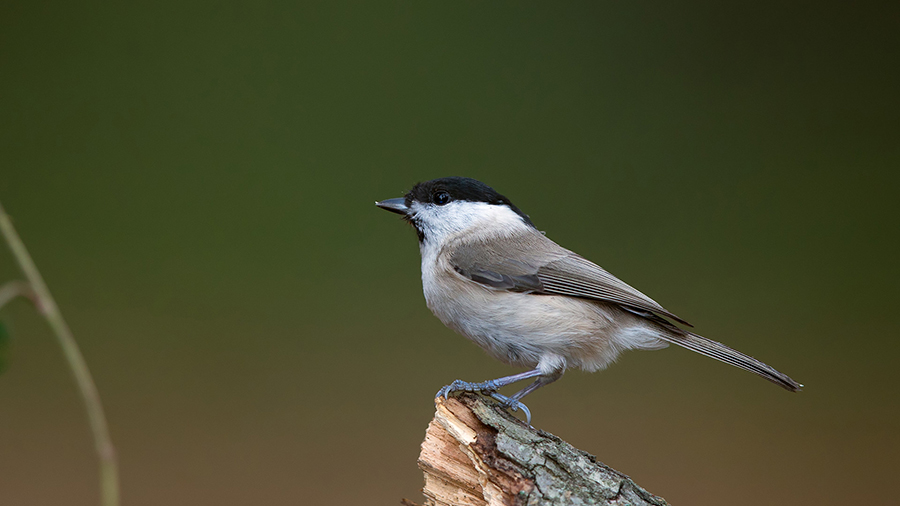 Marsh Tit
