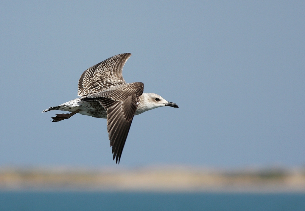 Yellow-legged Gull