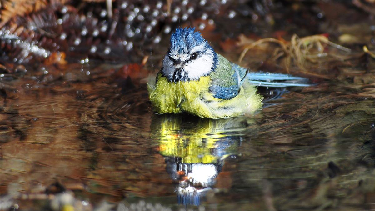 Eurasian Blue Tit