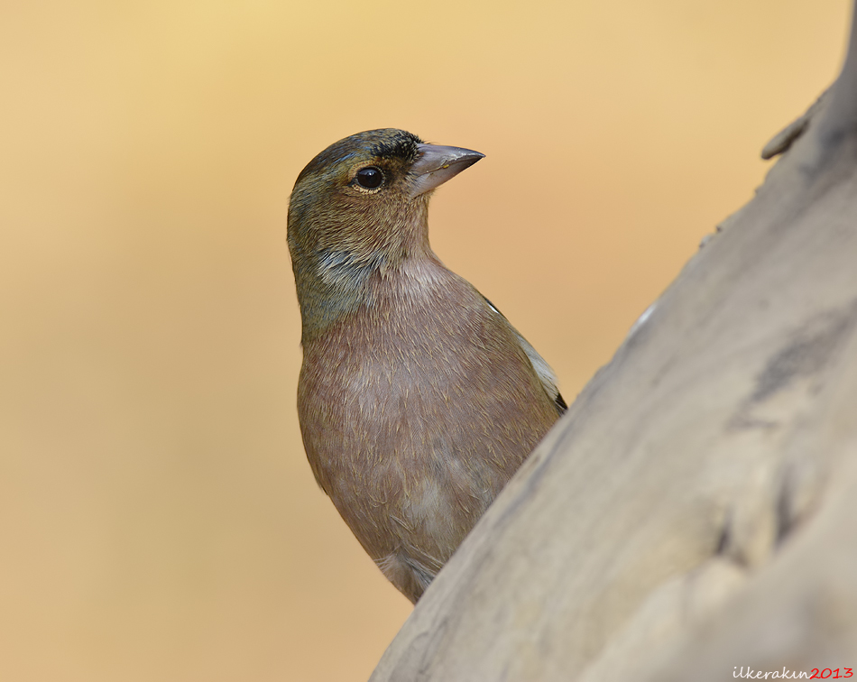 Eurasian Chaffinch