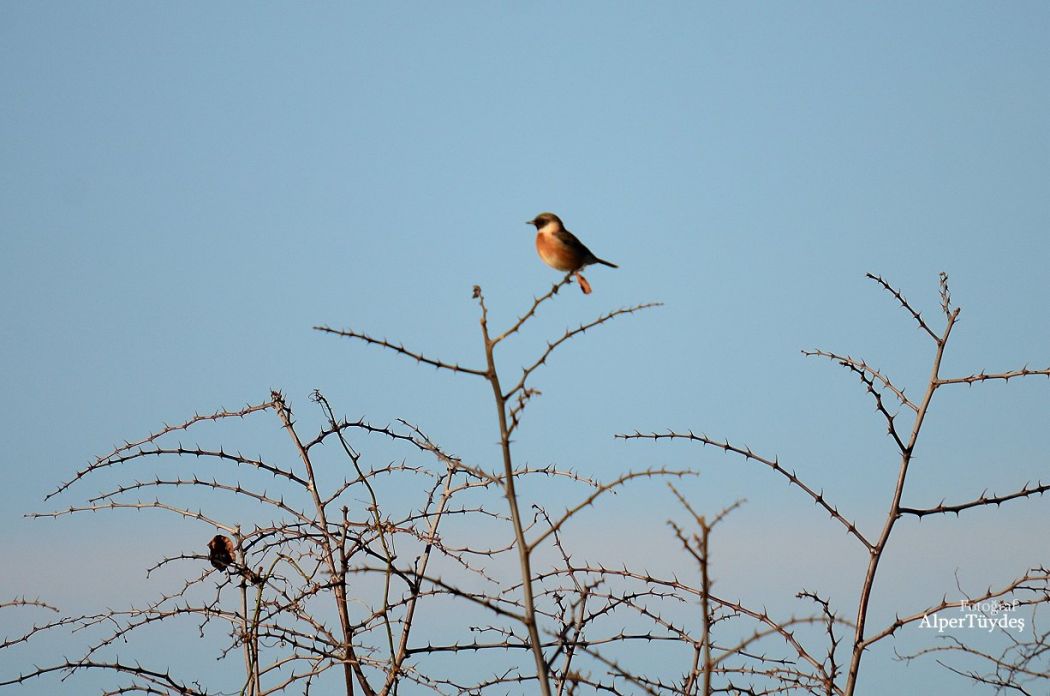 European Stonechat