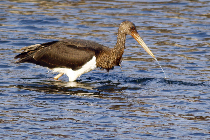 Black Stork