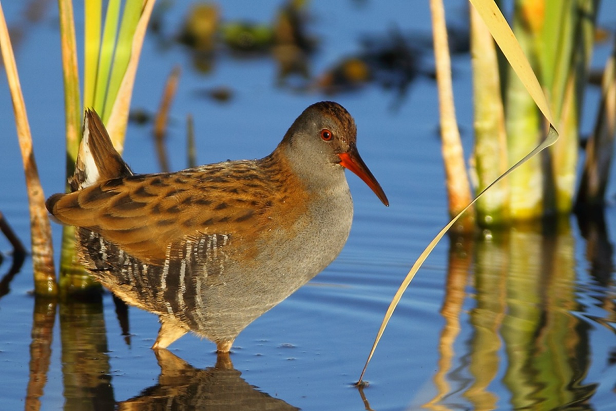 Water Rail