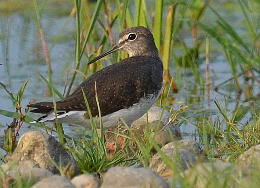 Green Sandpiper
