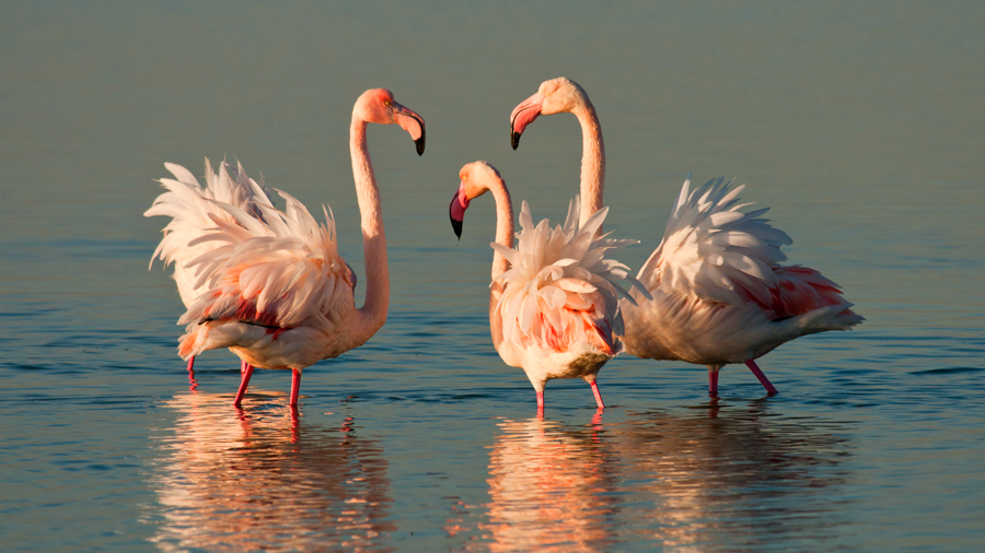 Greater Flamingo