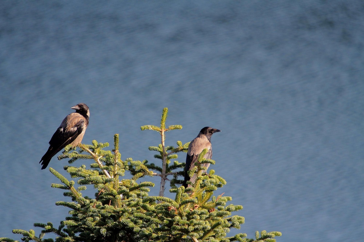 Hooded Crow