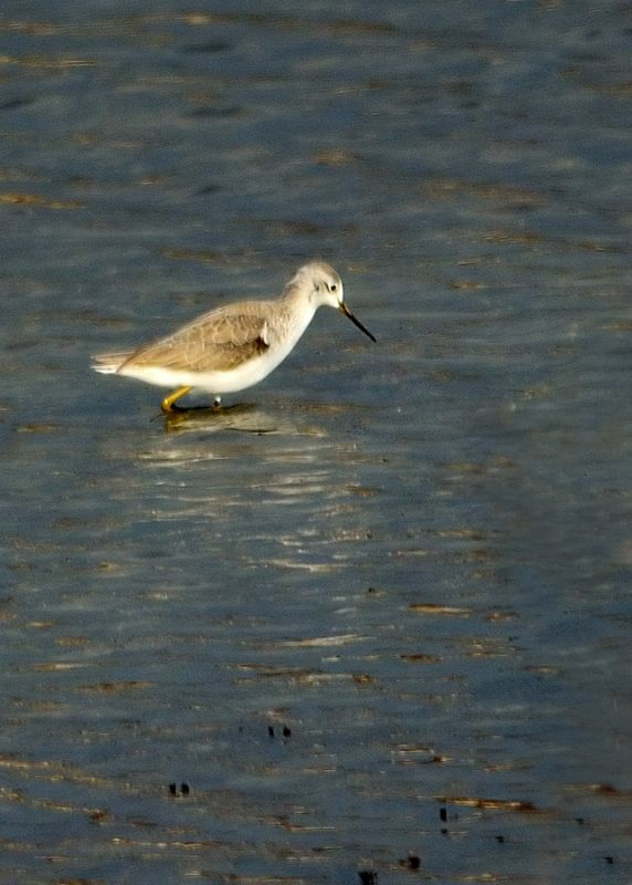 Marsh Sandpiper