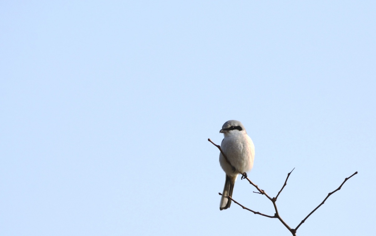 Great Grey Shrike
