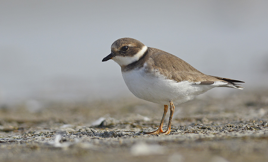 Common Ringed Plover
