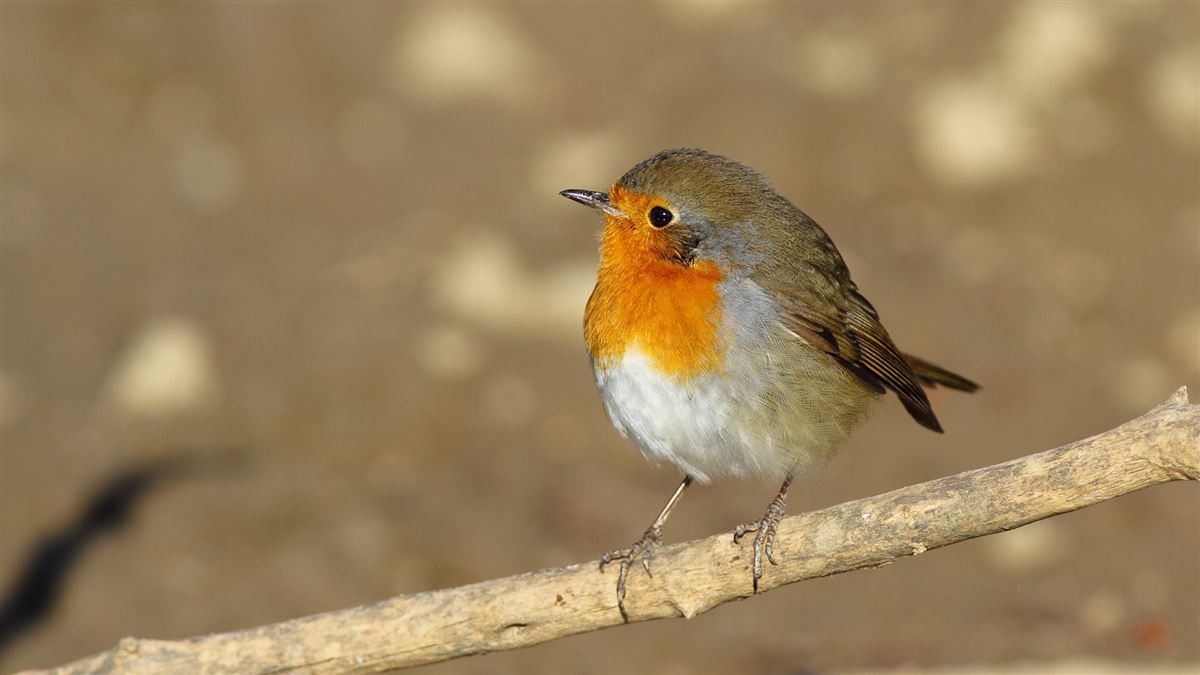 European Robin