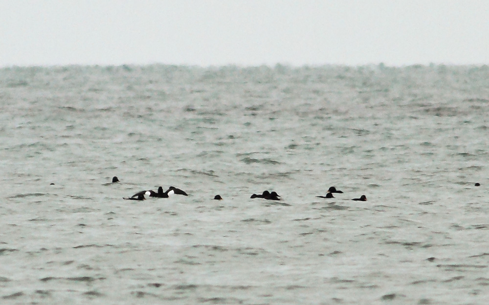 Velvet Scoter