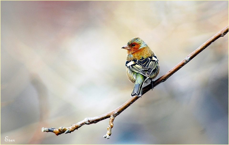 Eurasian Chaffinch