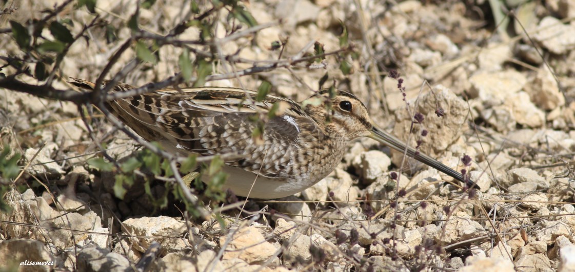 Common Snipe