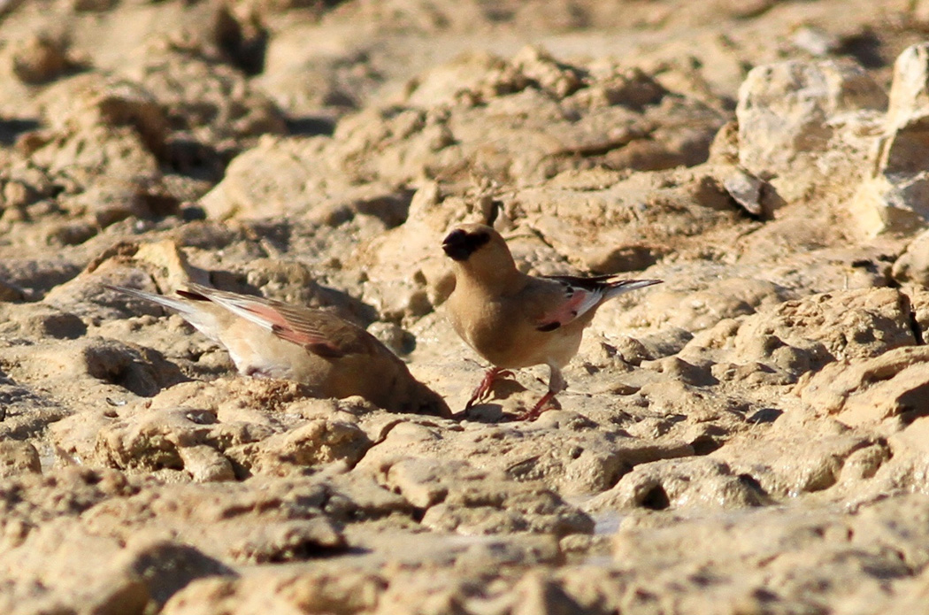 Desert Finch