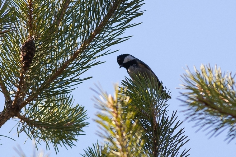 Coal Tit