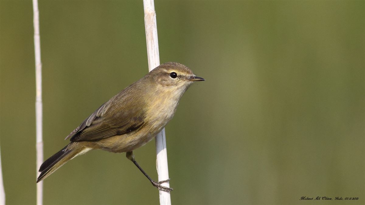 Common Chiffchaff