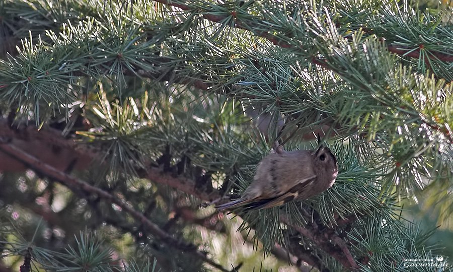 Goldcrest