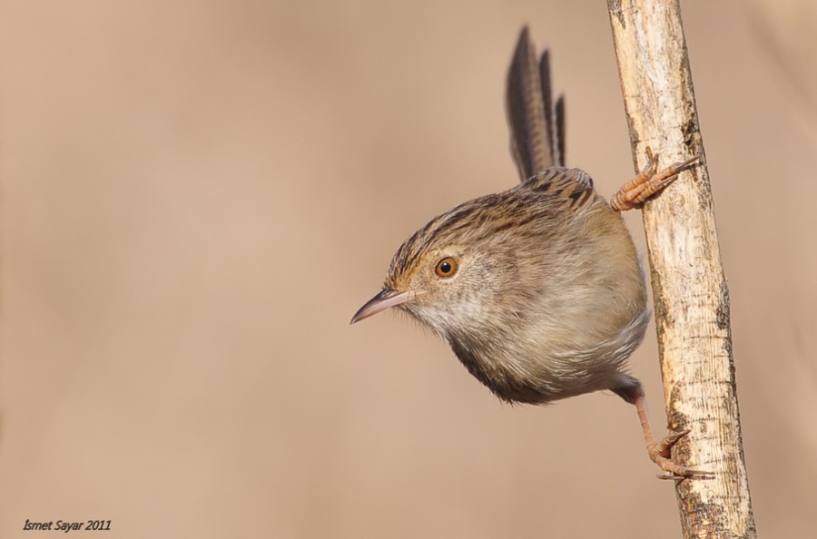 Delicate Prinia