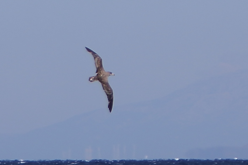 Scopoli`s Shearwater