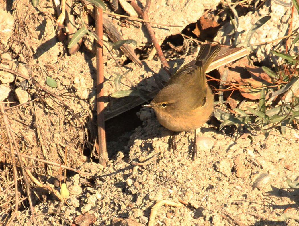 Common Chiffchaff