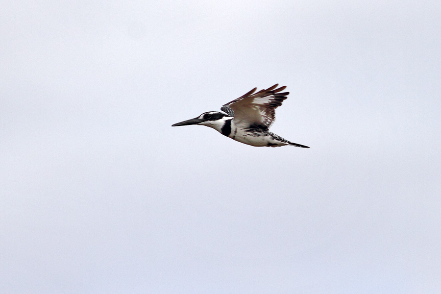 Pied Kingfisher