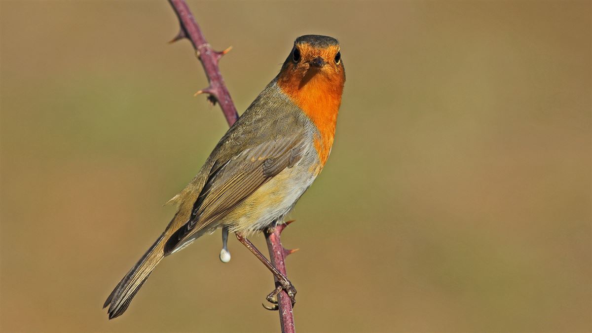 European Robin