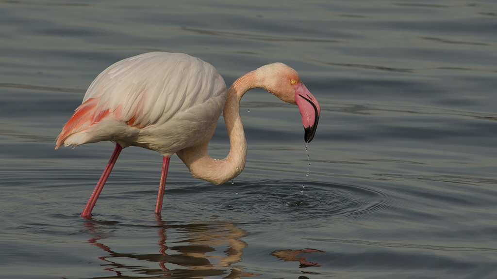 Greater Flamingo