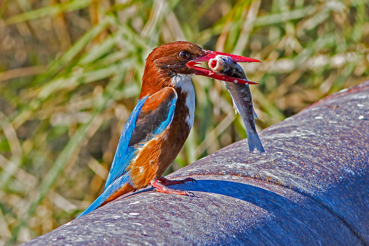 White-throated Kingfisher