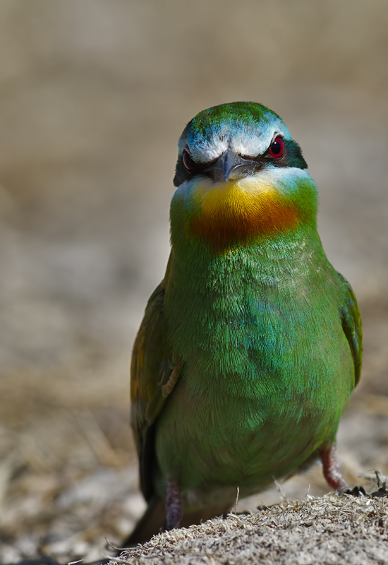Blue-cheeked Bee-eater
