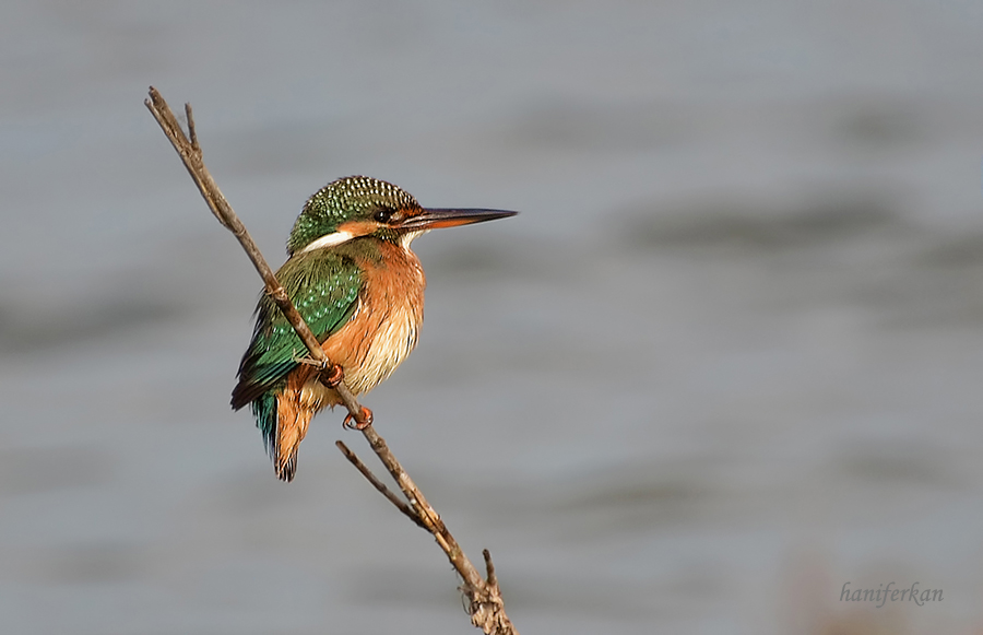 Common Kingfisher