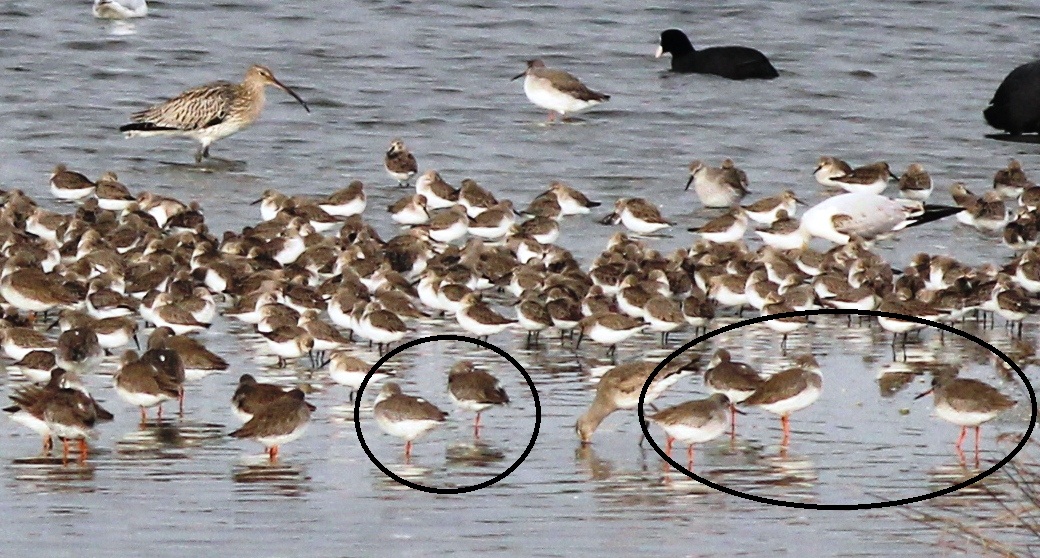 Common Redshank