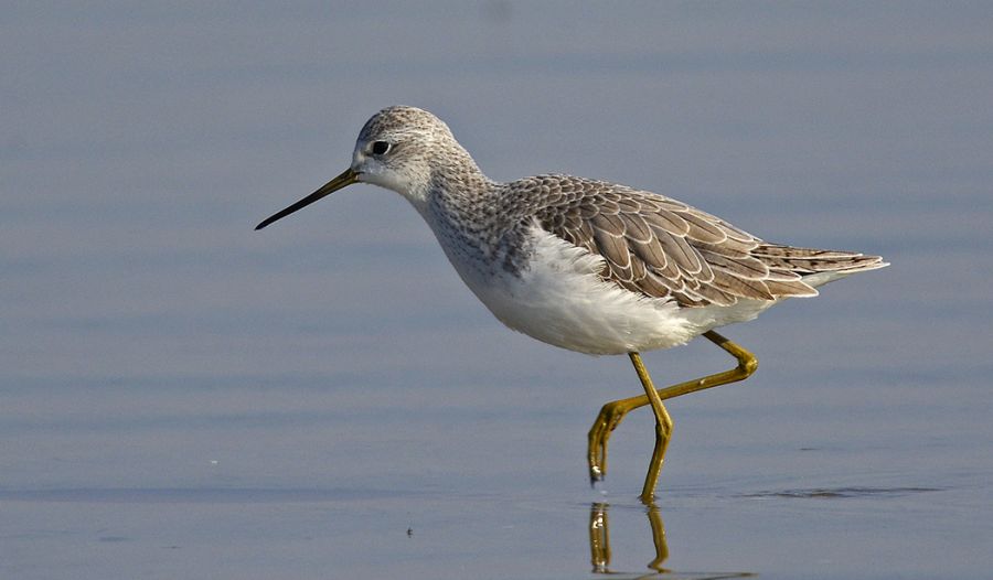 Marsh Sandpiper