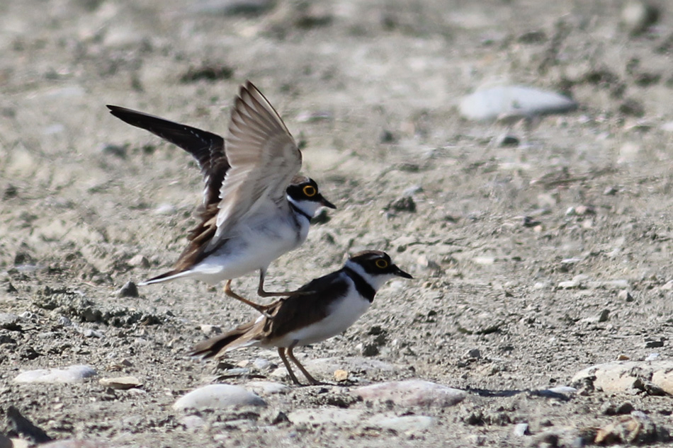 Little Ringed Plover